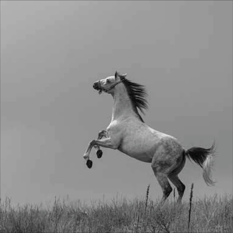 Rearing white horse